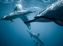 英超NBA-2026赛季F1巴林、沙特大奖赛将不会如期进行